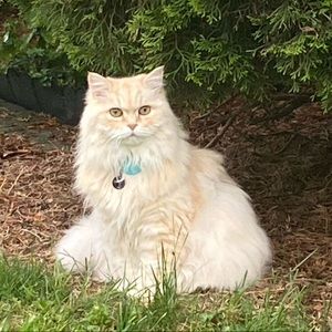 Meet your Posher, Joan